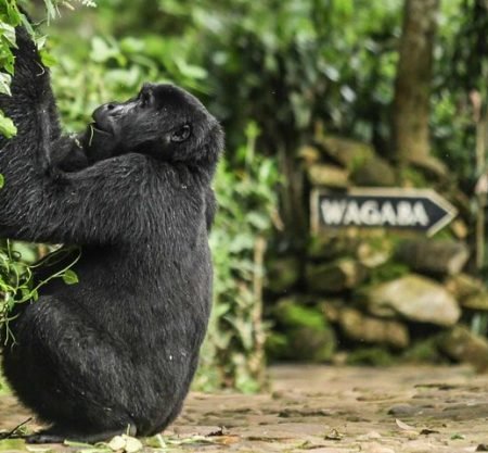 Luxury Gorilla Safari From Kigali 4 Days 3 Nights