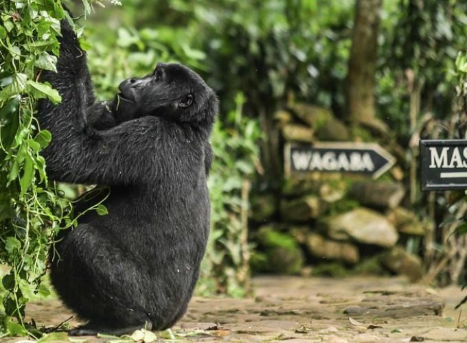 Luxury Gorilla Safari From Kigali 4 Days 3 Nights