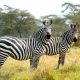 Best Tours & Safaris Agency in Uganda