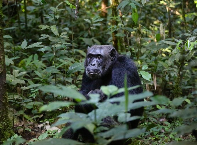 Uganda Gorillas and Game Safari From Kigali 5 Days 4 Nights