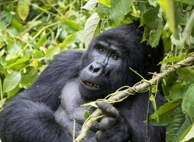 Uganda Safari from Kigali 4 Days 3 Nights