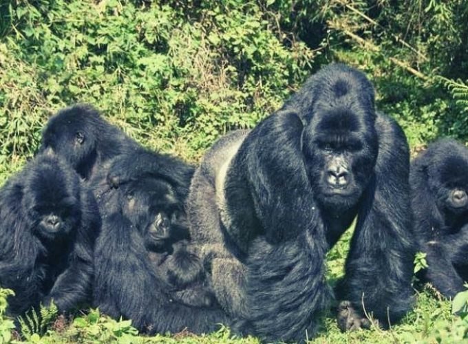 Bwindi Double Gorilla Trek through Kigali 3 Days 2 Nights